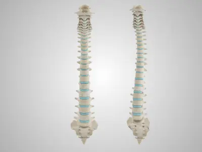 Spine with Ligaments Low-poly 3D model