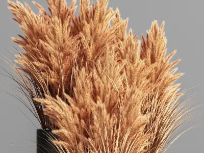 Indoor Plant Set 48  pampas  3D model