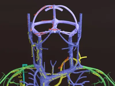 Human venous system schematic 3D 3D model