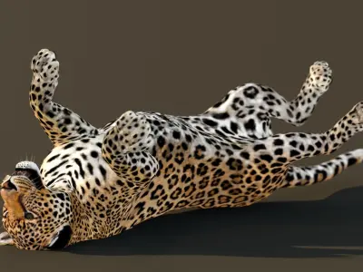 Leopard Animated 3D Model v1-3 