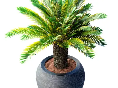 Decorative tall Evergreen Palm Tree in modern outdoor fluted pot 3D model
