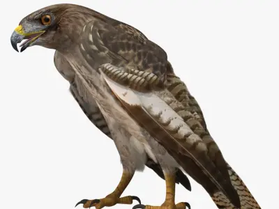  Buteo Jamaicensis 'Red-tailed Hawk' 