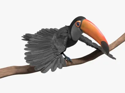  Tropical Toco Toucan Animated Fur Rigged For Blender 