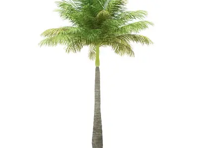Bottle Palm Tree 3D Model 5m 3D model