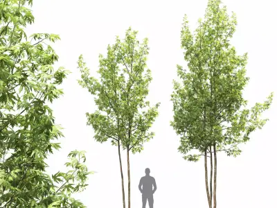 Acer Saccharinum 04 3D model