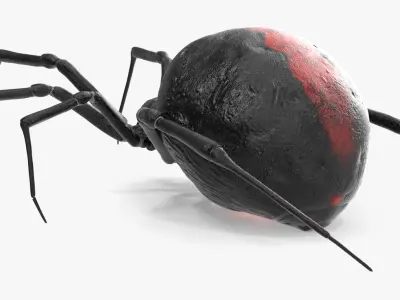  Black Widow Spider Rigged for Maya 
