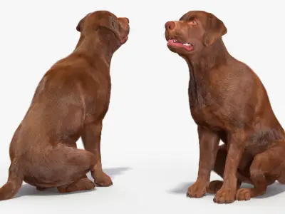  Brown Labrador Dog Begging Pose Fur Animated Rigged for Cinema 4D 