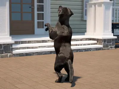  Black Begging Labrador Dog Fur Animated Rigged 