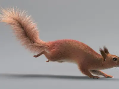  Squirrel Rigged Xgen 