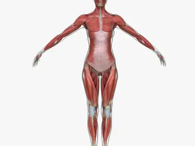 Muscle Anatomy Medical Edition Female 3D model