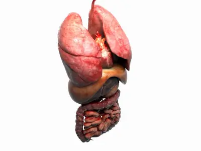  Human Internal Organs 