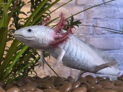  Exotic Rigged Pets Collection for Cinema 4D 