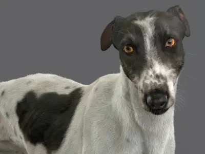  Greyhound Fur Animated Collection 