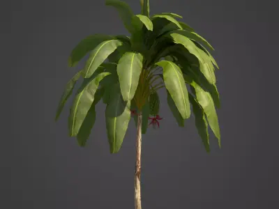 2021 PBR Banana Collection - Musa Paradisiaca  3D model