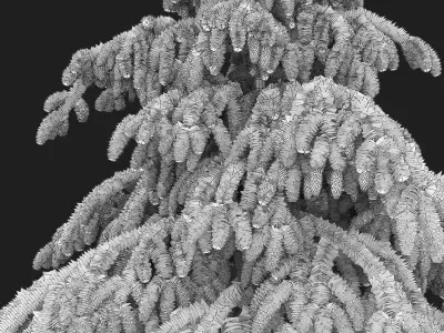 Picea Abies Pendula 1 3D model