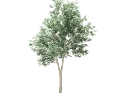 Olive Tree 3D model
