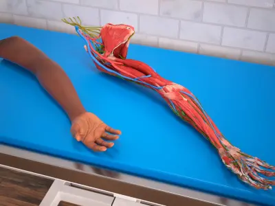  Skin and Full Anatomy of the Afro Female Arm 