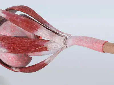  Cross-Section of the Human Eye Left Part 