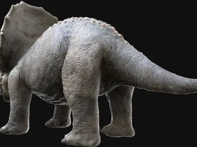  TriceratopsBaby 3D Rigged 