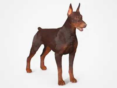  Brown Doberman Pinscher Fur for Cinema 4D Rigged 