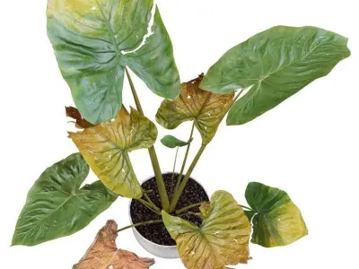 Elephant ear Caladium with green and dry leaves 3D model