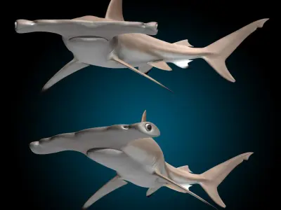 Hammerhead Shark 