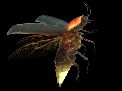  FireFly Bug 