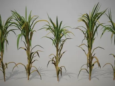 Sugar Cane 3D Models Low-Poly Crops Low-poly 3D model