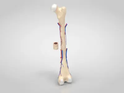Bone with Healthy and osteoporotic section Anatomy Low-poly 3D model