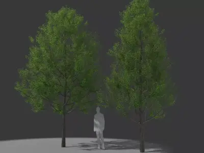 XfrogPlants Willow Oak - Quercus Phellos  3D model