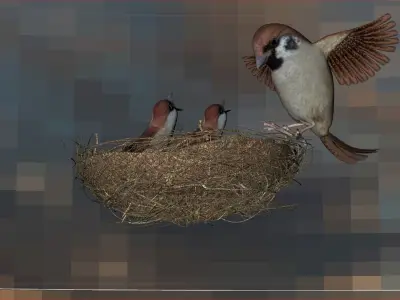 Birds Model - Scene 3D model - Bird  3D model