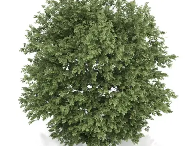 Common Hazel Tree Corylus avellana 3D model