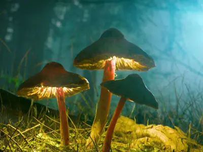 Forest Night Mushrooms Low-poly 3D model