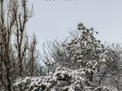 Panorama of a forest with snow-covered trees - 30k 3D model