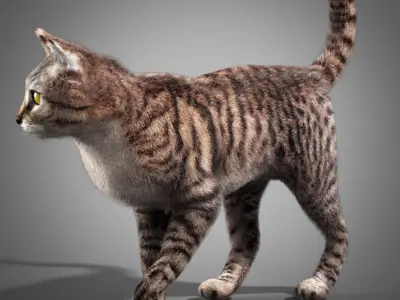  Striped Cat 