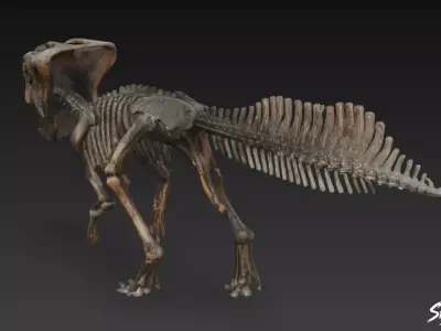 Pachycephalosaurus fossil Low-poly 3D model