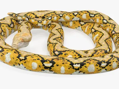  Reticulated Python Rigged for Maya 