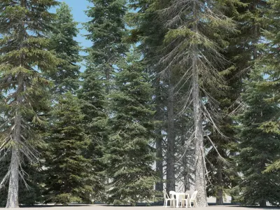  20 Picea Abies Trees with snow 