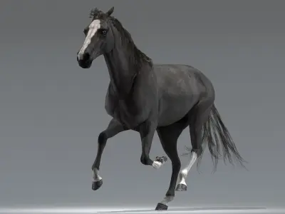  Horse Black Animated 