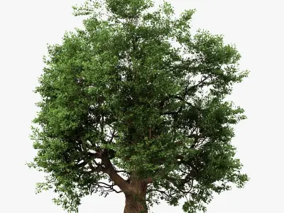 Oak Tree 3D model