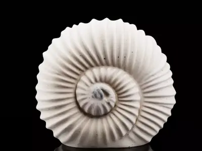 Spiral Shell Decor 3D model