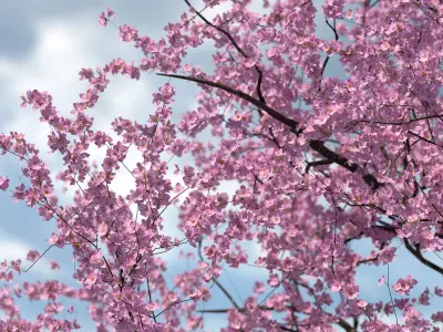  Flowering Cherry Tree 