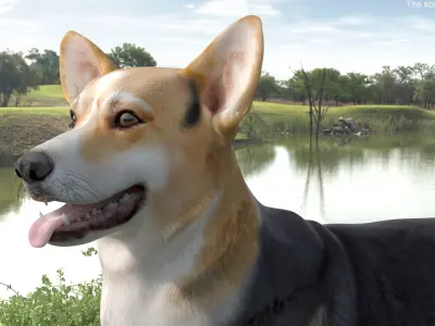  Dog Welsh Corgi Pembroke Tricolor Rigged for Cinema 4D 