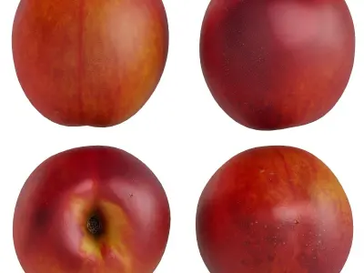 Nectar plate 3D model