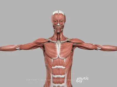 BLENDER RIGGED Complete Male Female Anatomy PACK V9 - 2024 
