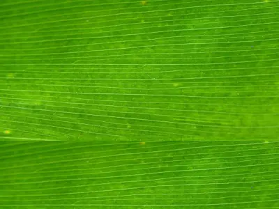 Pirate Aztec ruins 3D model