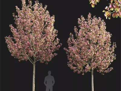 Malus flowering 8 3D model