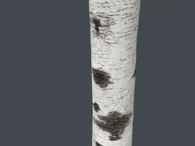 Birch Tree Trunk 3D model