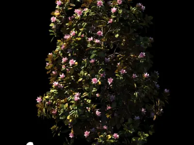Magnolia L 4 models 3D model