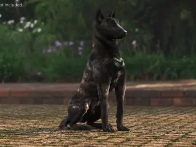  Dutch Shepherd Dog Sitting Fur 